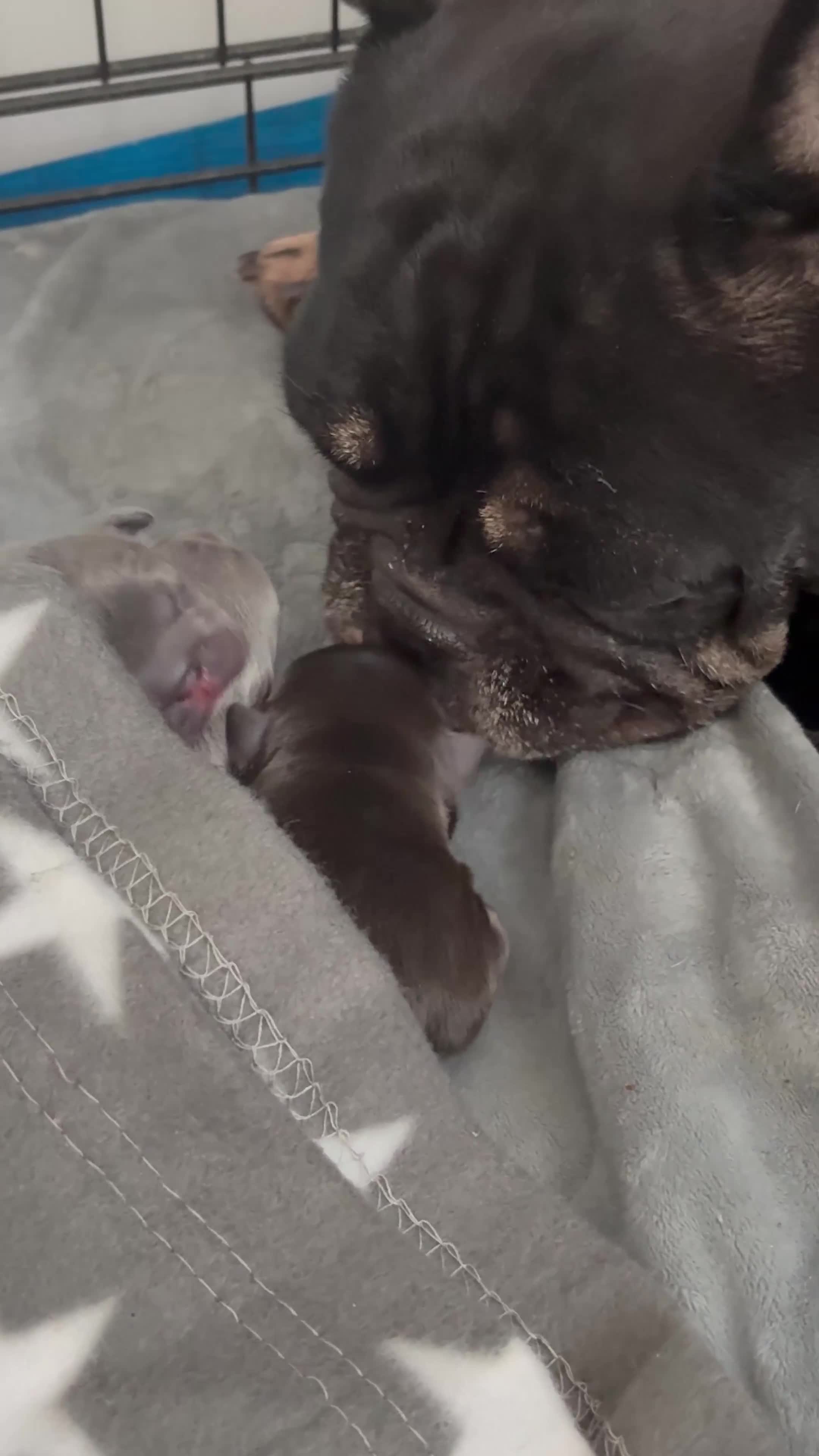 French Bulldog dogs for sale: ❤️💙💙French-bulldog puppies 💙💙❤️ - Video 1