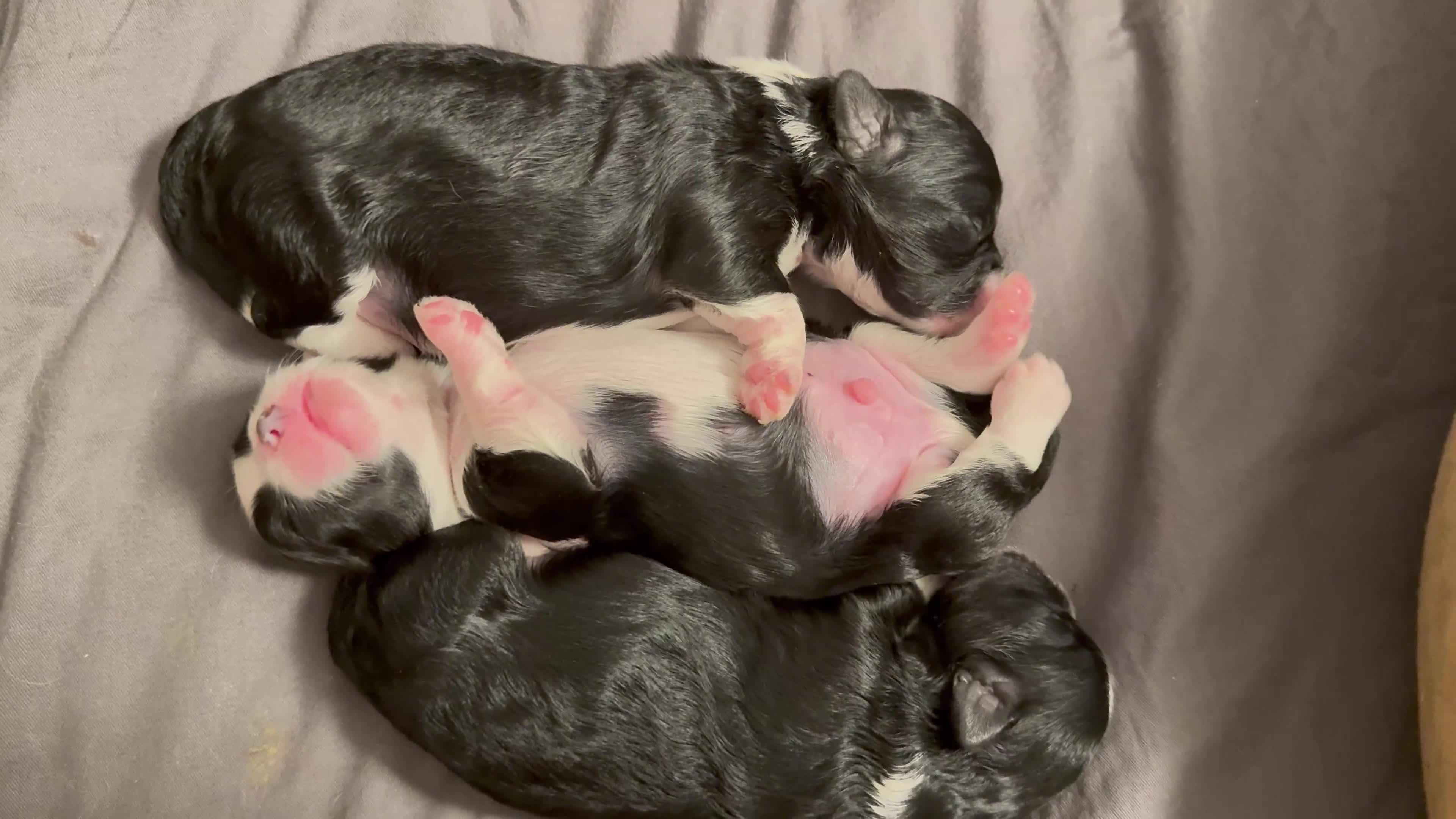 Shih Tzu dogs for sale: Shih Tzu Puppies – Vaccinated & Ready 30 Dec - Video 2