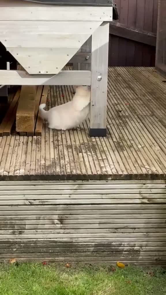 Munchkin cats for sale: 😻❤️ Marshmallow “Baby” ❤️🥰 - Video 3