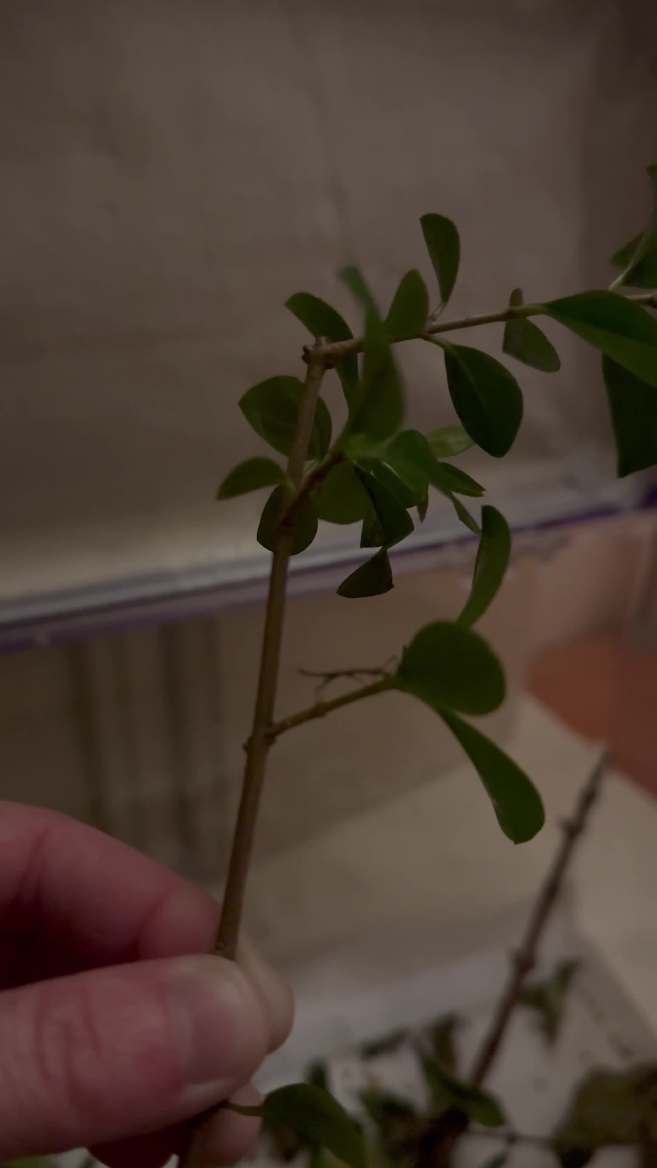 Stick Insects invertebrates for sale: Indian stick insect nymphs (babies) and/or eggs - Video 1