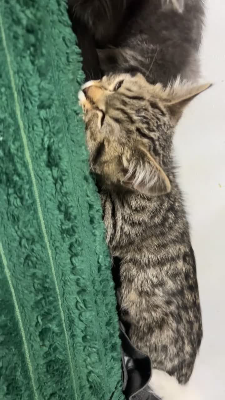 British Shorthair cats for sale: BSH Kitten | Tabby Pattern - Video 1