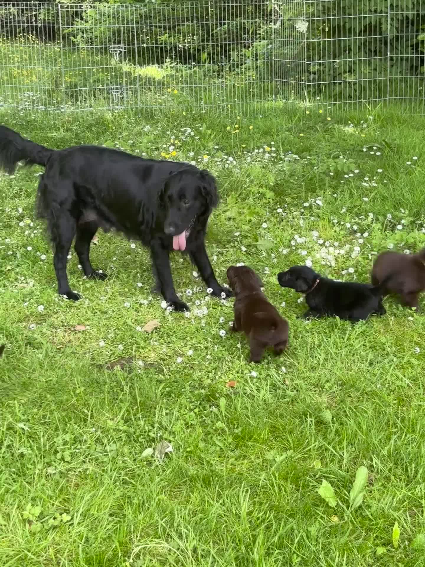 Flat coated Retriever dogs for sale: Gorgeous liver and black Flatcoat Retrievers - Video 1