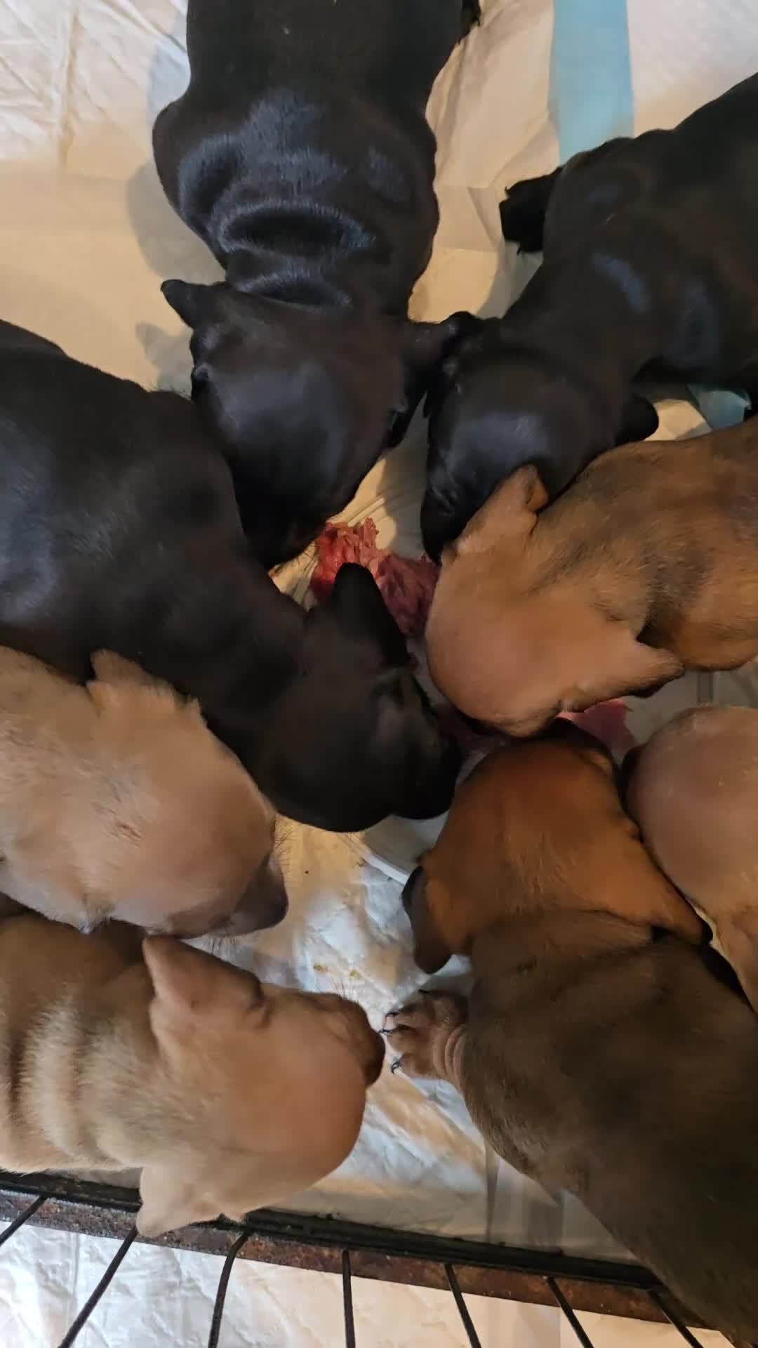 Miniature Dachshund dogs for sale: Last girl ready to go. Beautiful mini dachshund. in Coalville - Video 1