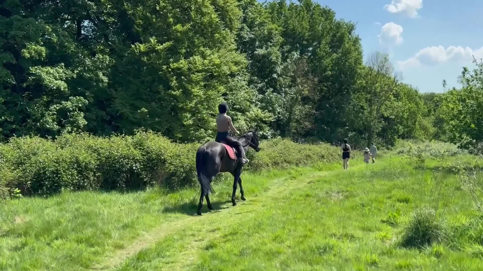 Irish Thoroughbred horses for sale: Thoroughbred and Dartmoor  - Video 1