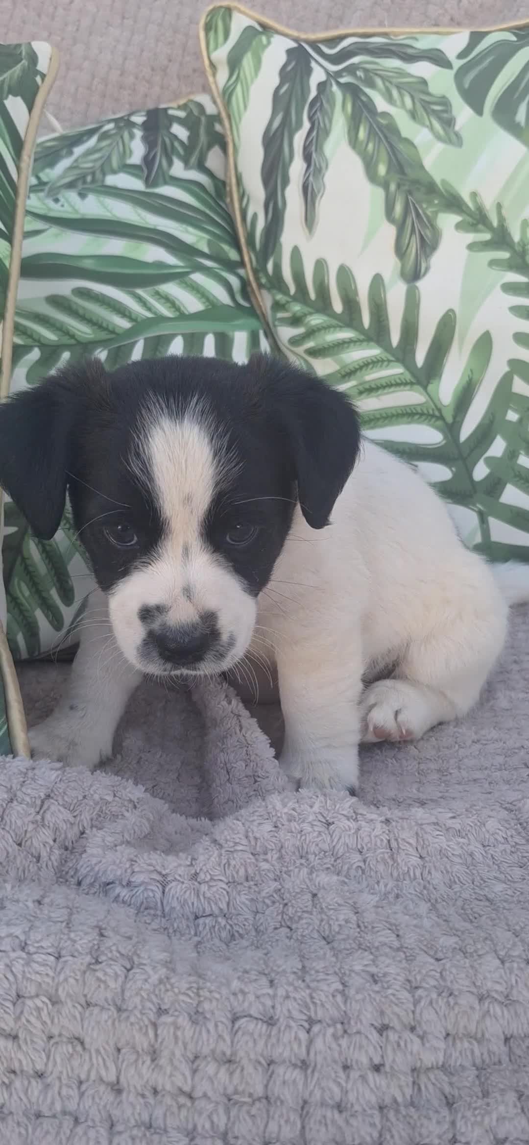 Jack Russell dogs for sale: 3 boy Jack russel pups - Video 3