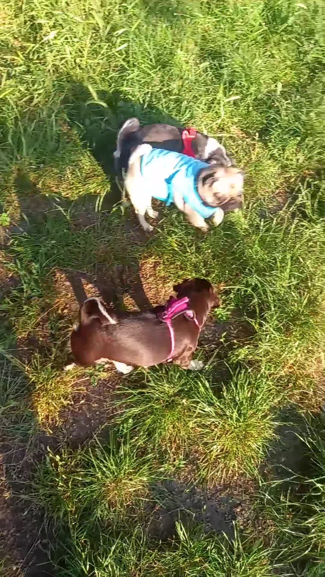 Pug dogs for sale: chocolate and tan female pug. - Video 1