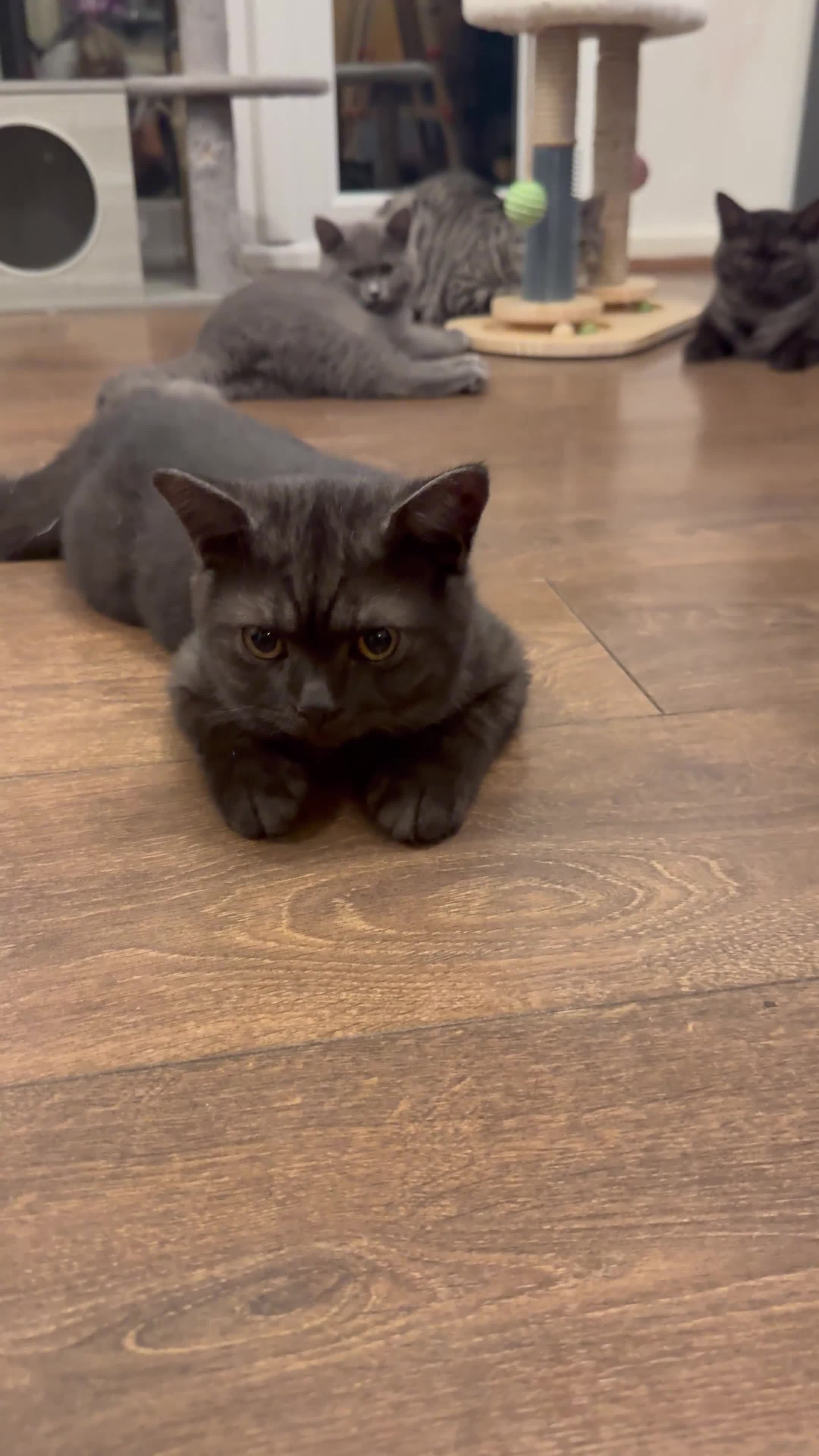 British Shorthair cats for sale: RARE COLOUR PURE PEDIGREE BSH KITTENS.2 BOYS LEFT. - Video 3