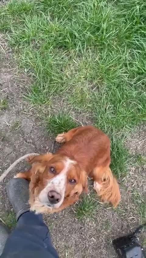 Cocker Spaniel dogs for sale: Cocker Spaniel Adult Dog - Video 1