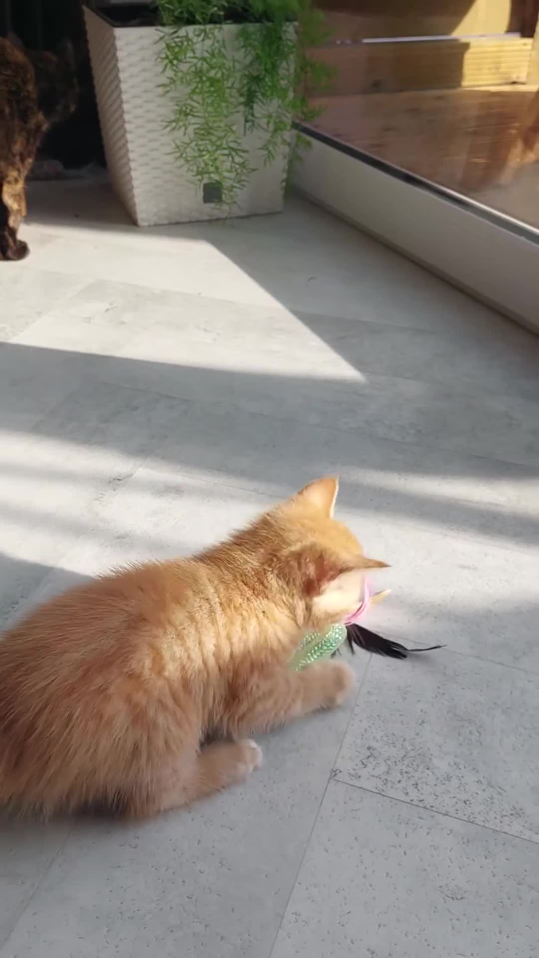 Mixed Breed cats for sale: Adorable Playful Kittens Looking for Home 🐾 - Video 2