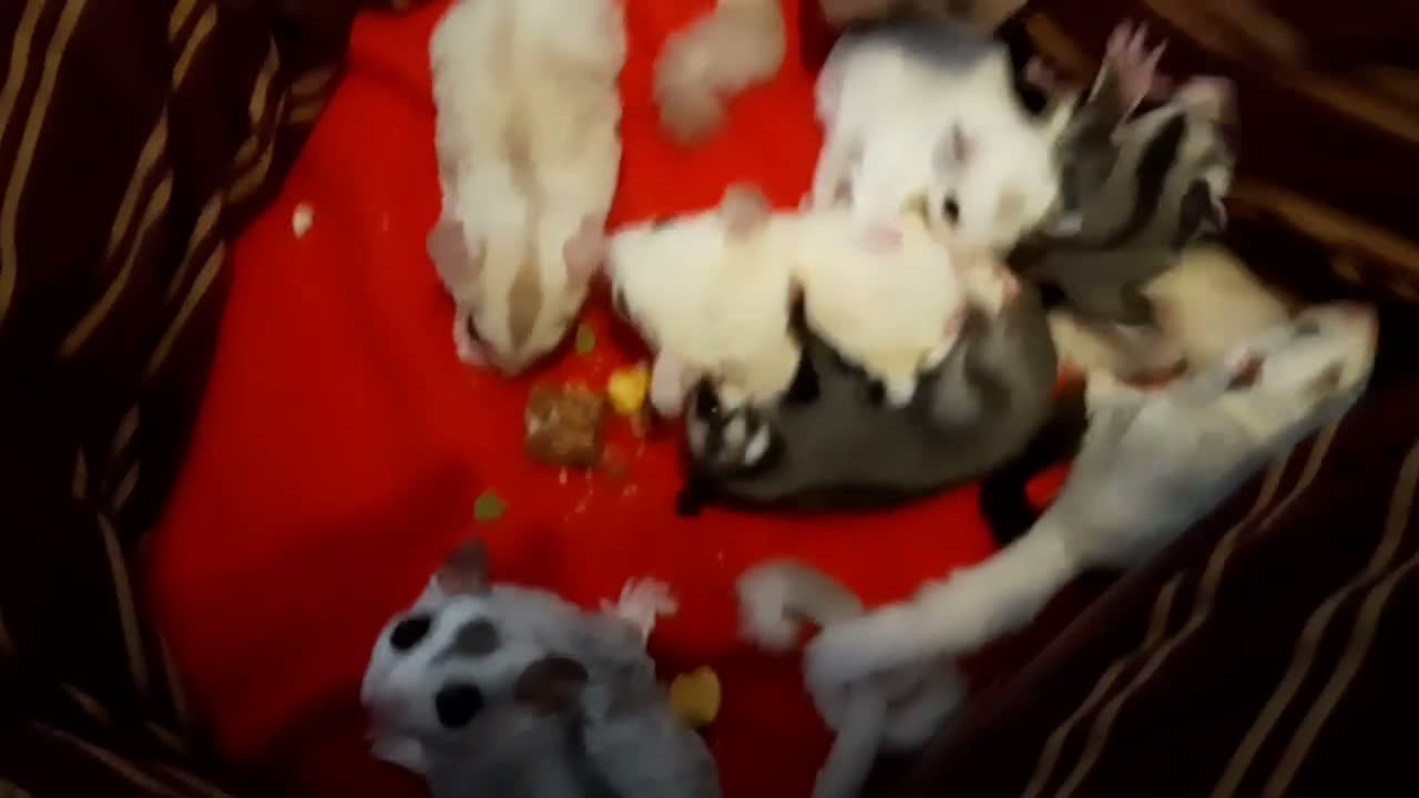 Sugar Glider rodents for sale: Sugar gliders in Salford - Video 1