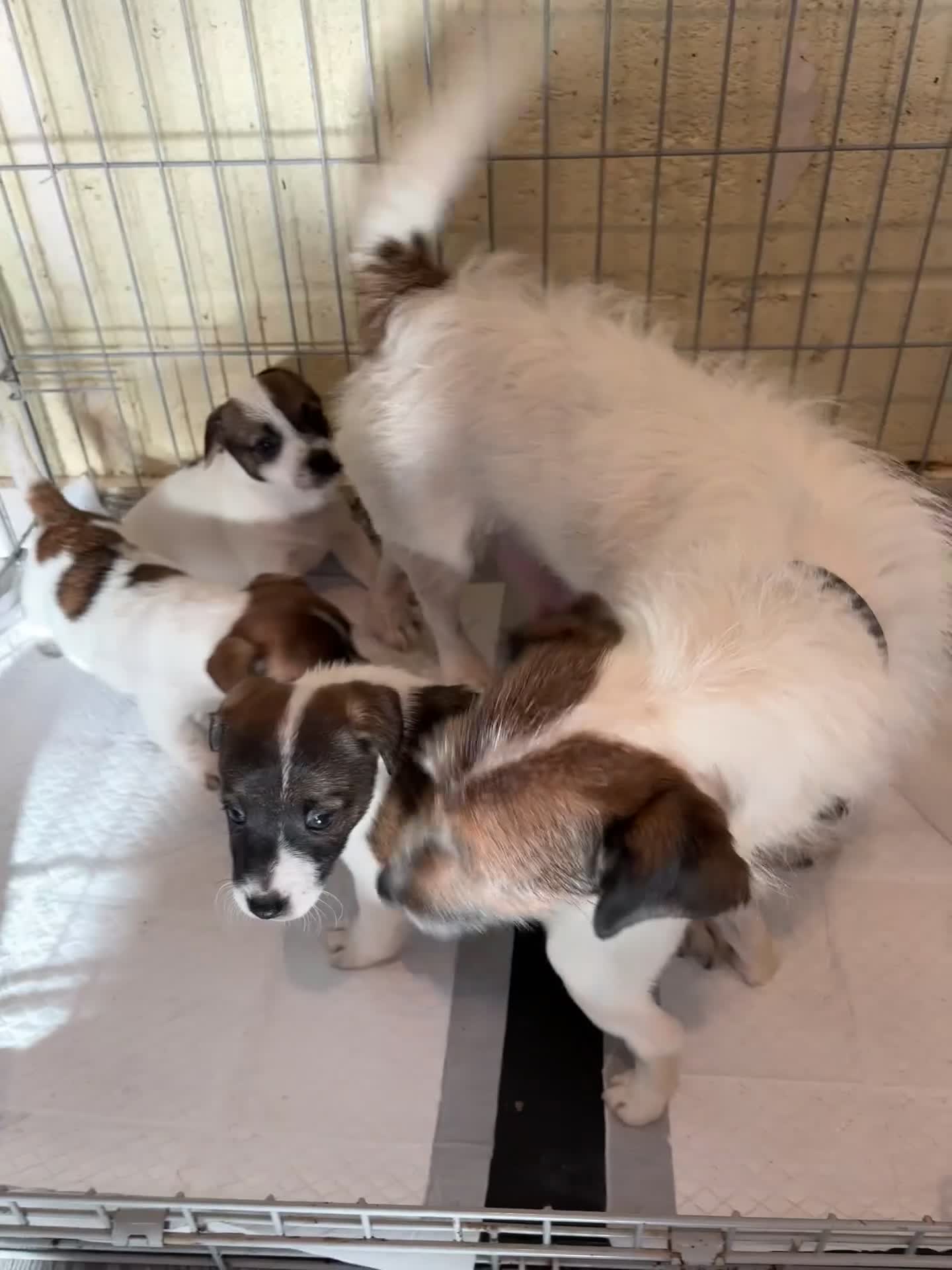 Jack Russell dogs for sale: 3 stunning Jack Russell’s  - Video 1