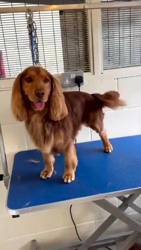 Mixed Breed dogs for sale: Cocker Spaniel cross Labrador - Video 1