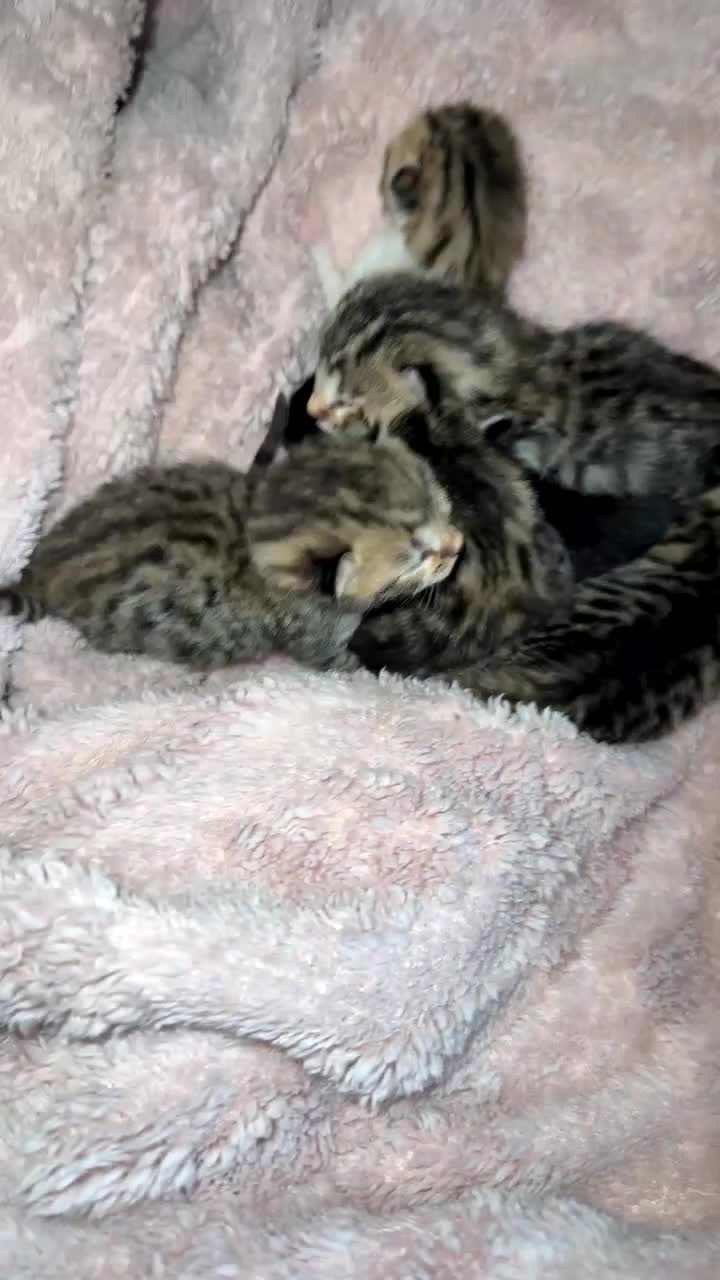Bengal cats for sale: 1 female kitten available  - Video 1