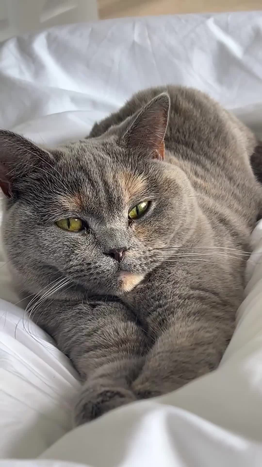 British Shorthair cats for sale: British shorthair blue tortie GCCF Registered  - Video 1