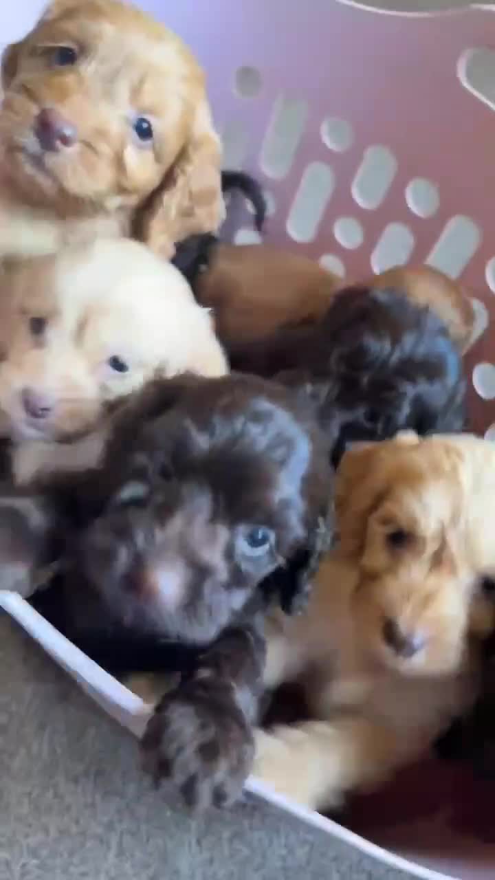 Cockapoo dogs for sale: Ready to leave cockerpoo  - Video 2