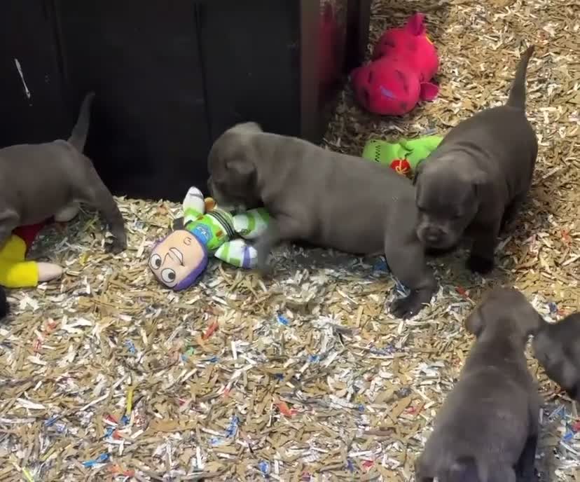 Staffordshire Bull Terrier dogs for sale: Stunning 100% Outstanding Staffy Puppies  - Video 3
