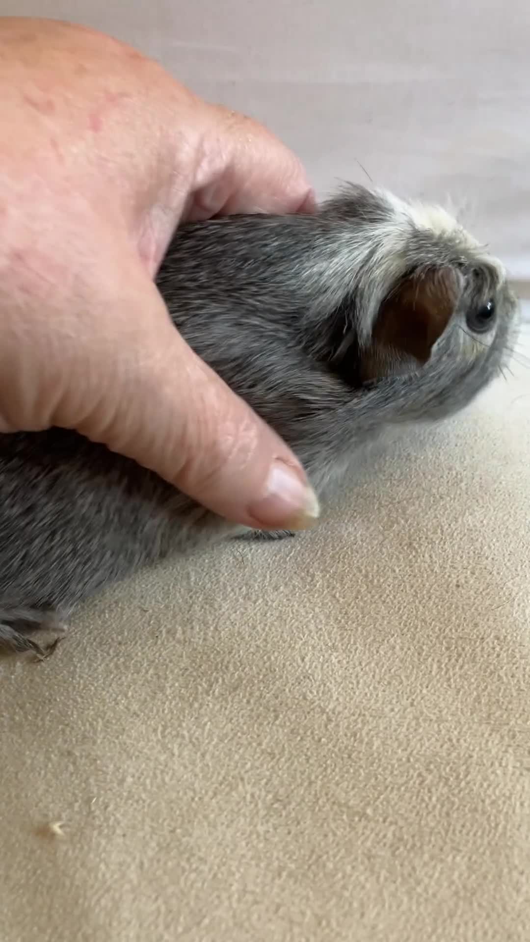 Guinea Pig rodents for sale: Well handled skinny pigs and one teddy boy.  - Video 1