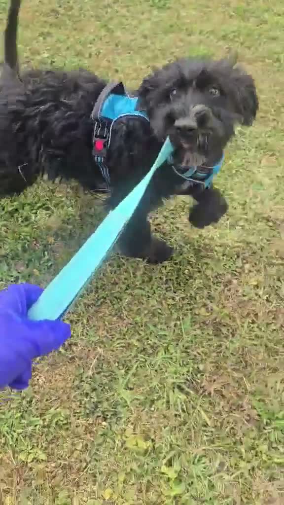 Mixed Breed dogs for adoption: Bert  - Video 2