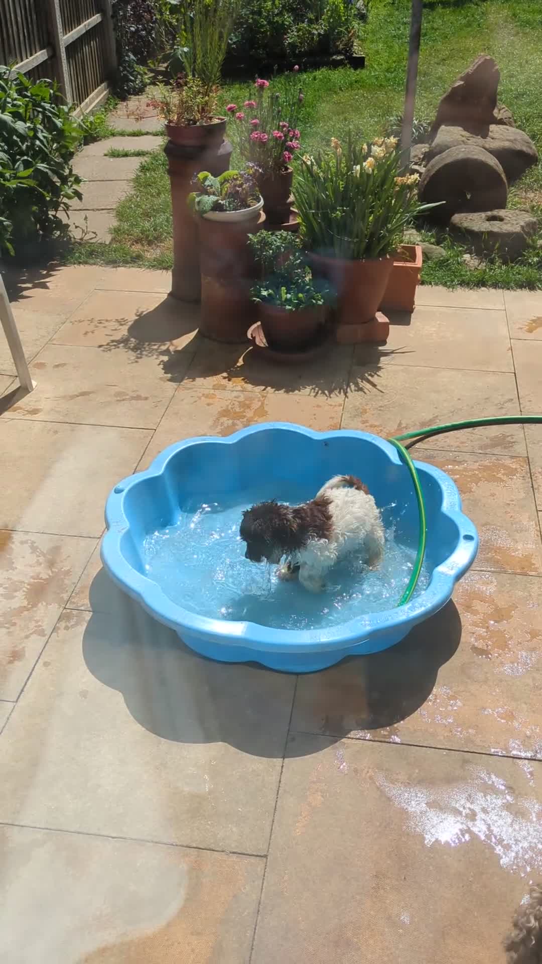 Cockapoo dogs for sale: 5 ⭐ DNA tested F1 cockapoos - Video 5