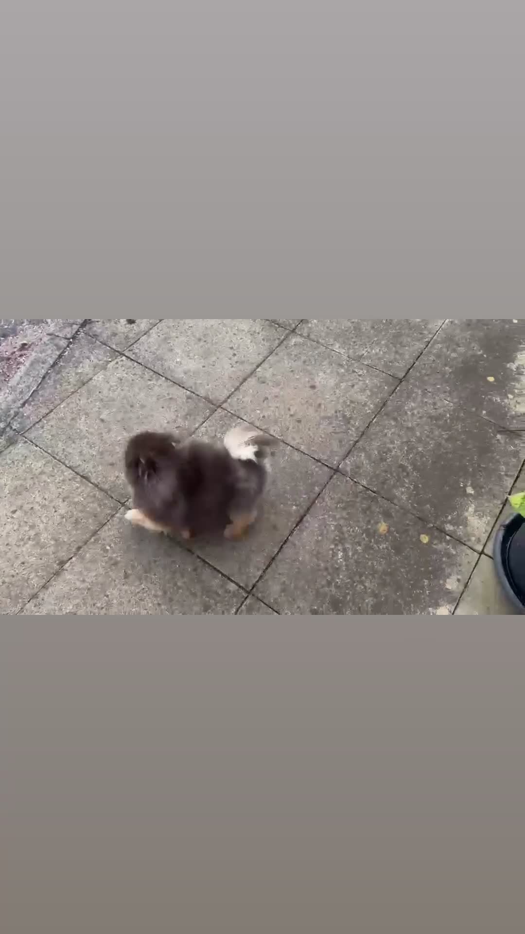 Pomeranian dogs for stud: Exclusive show type KC blue and tan stud  - Video 1