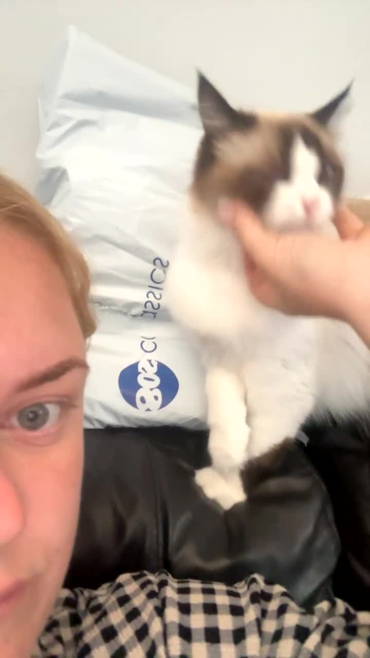Ragdoll cats for sale: 1year old ragdoll girl in Sheffield - Video 1
