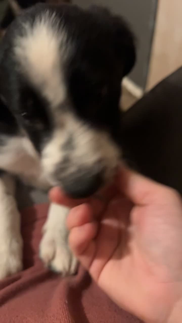 Border Collie dogs for sale: Collie puppies - Video 3