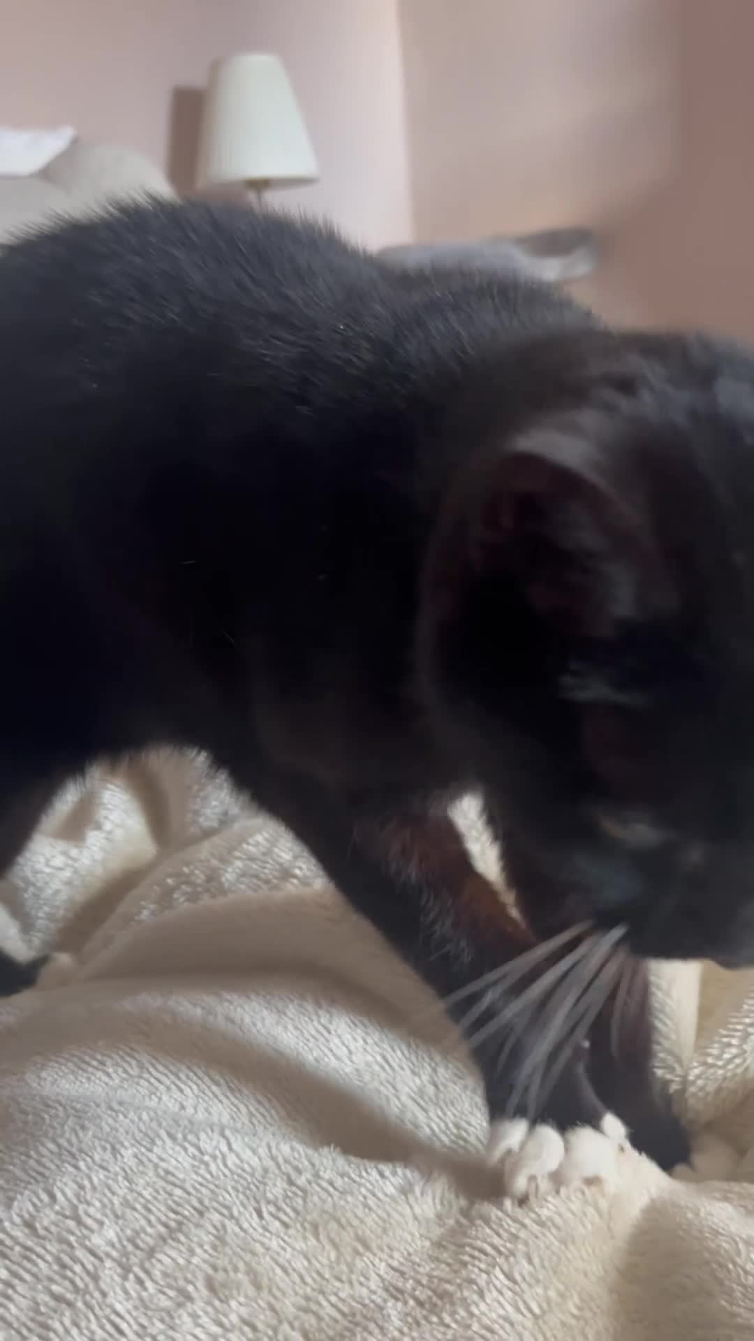 Domestic Shorthair cats for sale: Black & White Cat  - Video 1