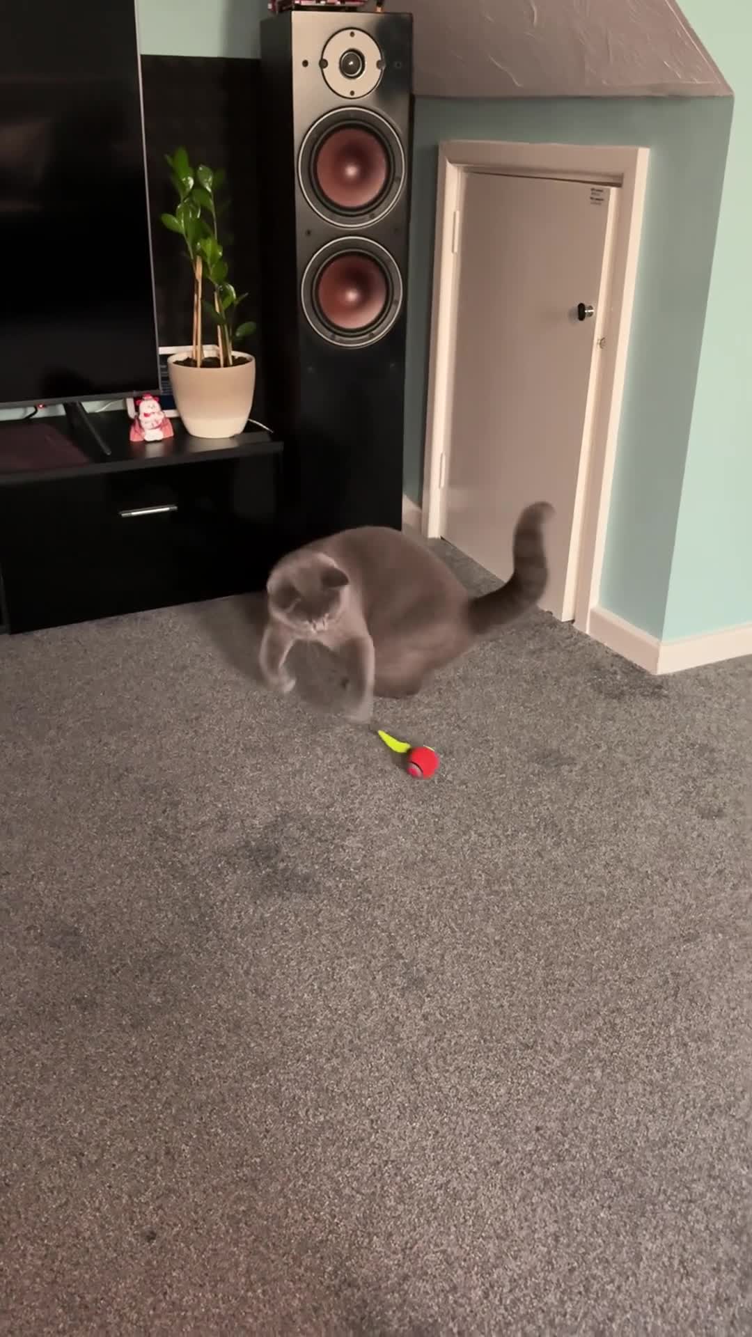 Scottish Fold cats for sale: Scottish straight cats - Video 1