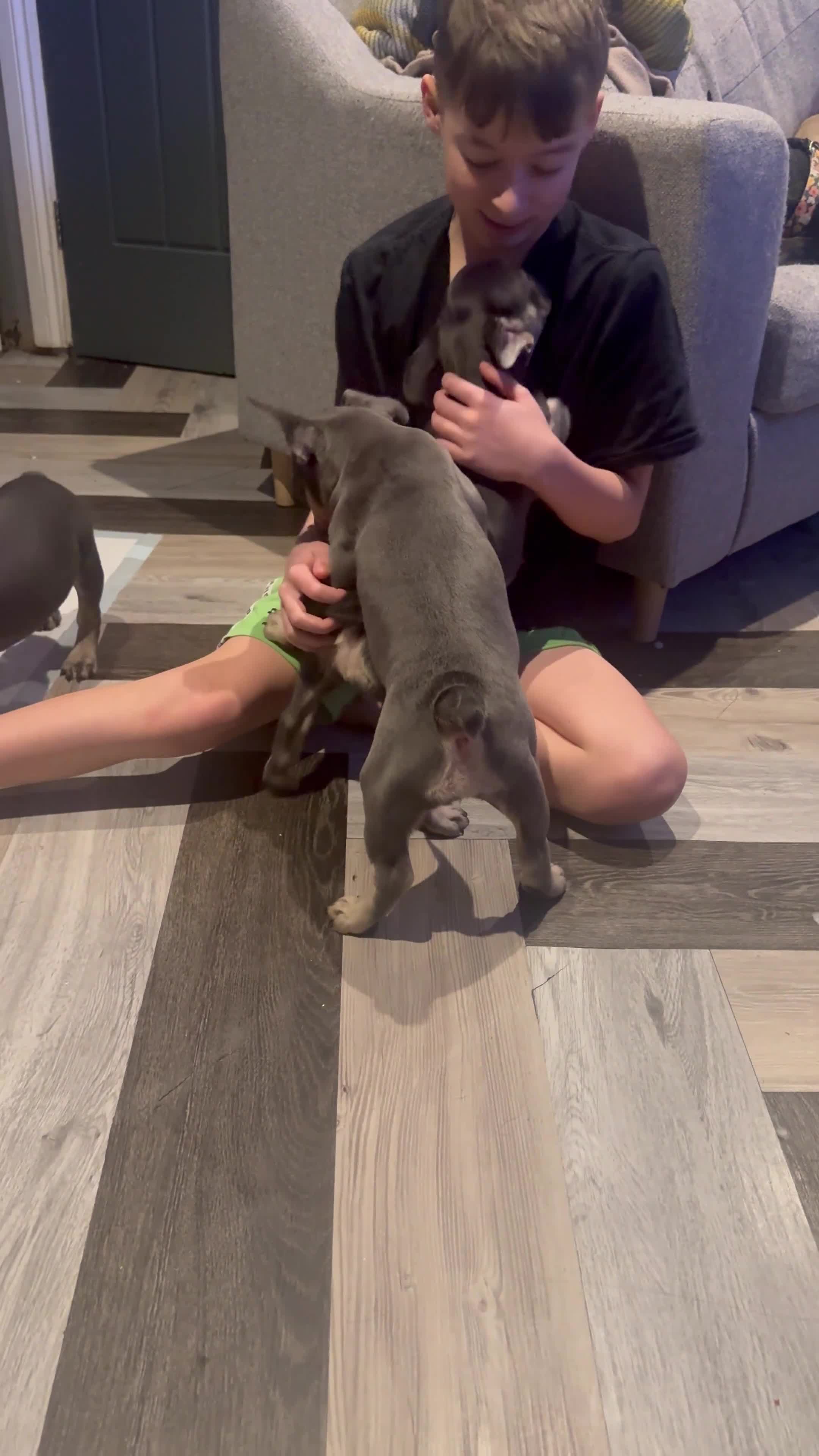 French Bulldog dogs for sale: 2 beautiful girls looking for their forever homes - Video 1