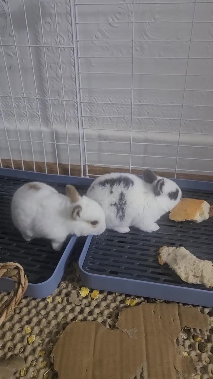 Mixed Breed rabbits for sale: They are 2 weeks old .Dutch and Rex rabbits  - Video 1