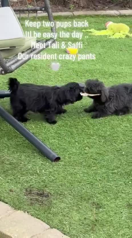 Shih Tzu dogs for sale: Stunning solid black female KC health tested - Video 1