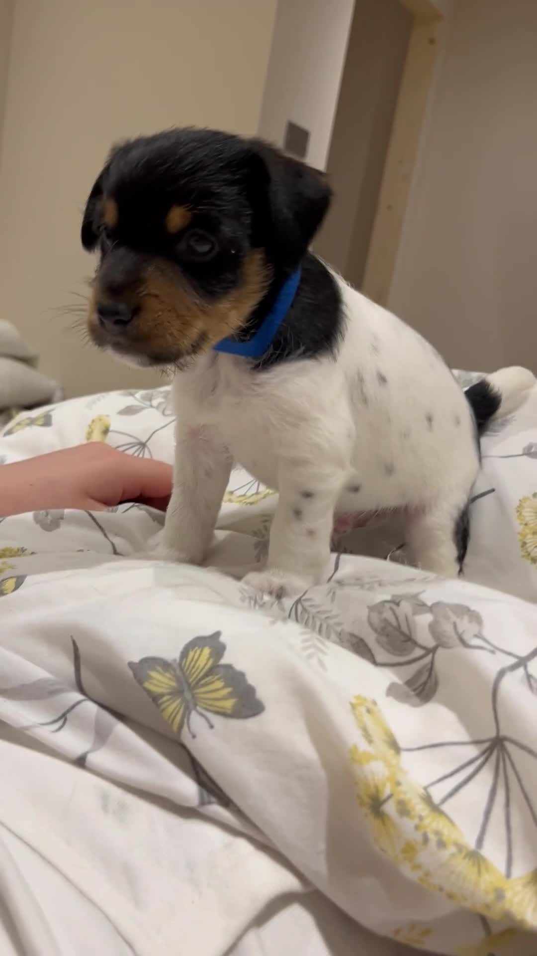 Jack Russell dogs for sale: Jack russel puppy’s  - Video 2