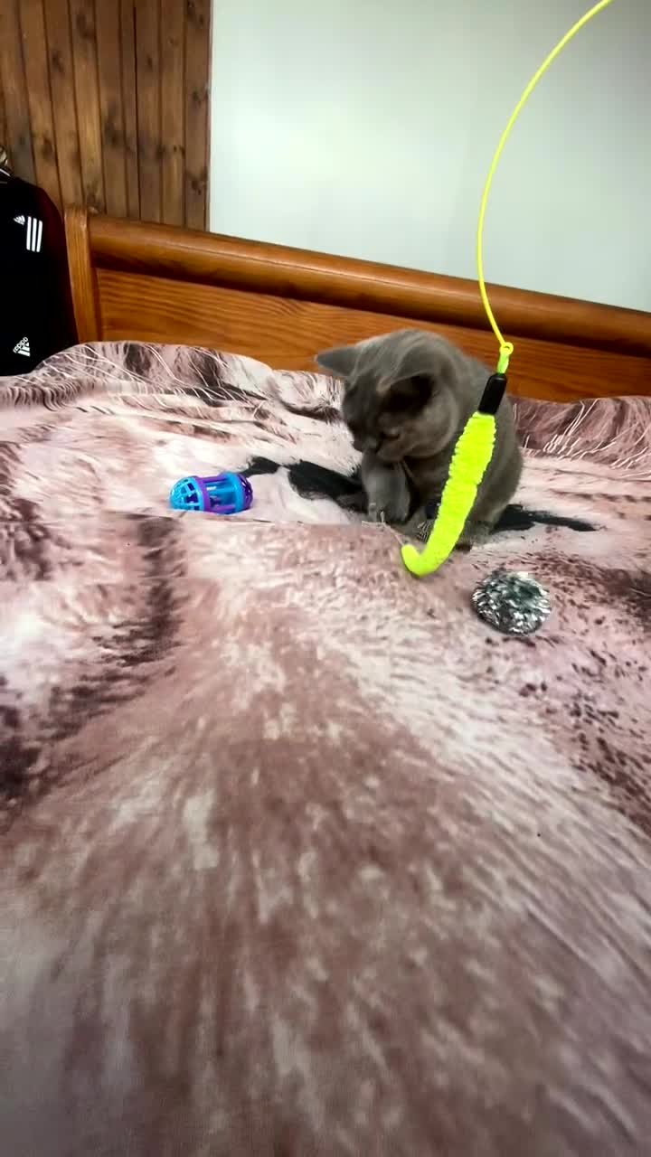 British Shorthair cats for sale: Adorable british shorthair  - Video 4