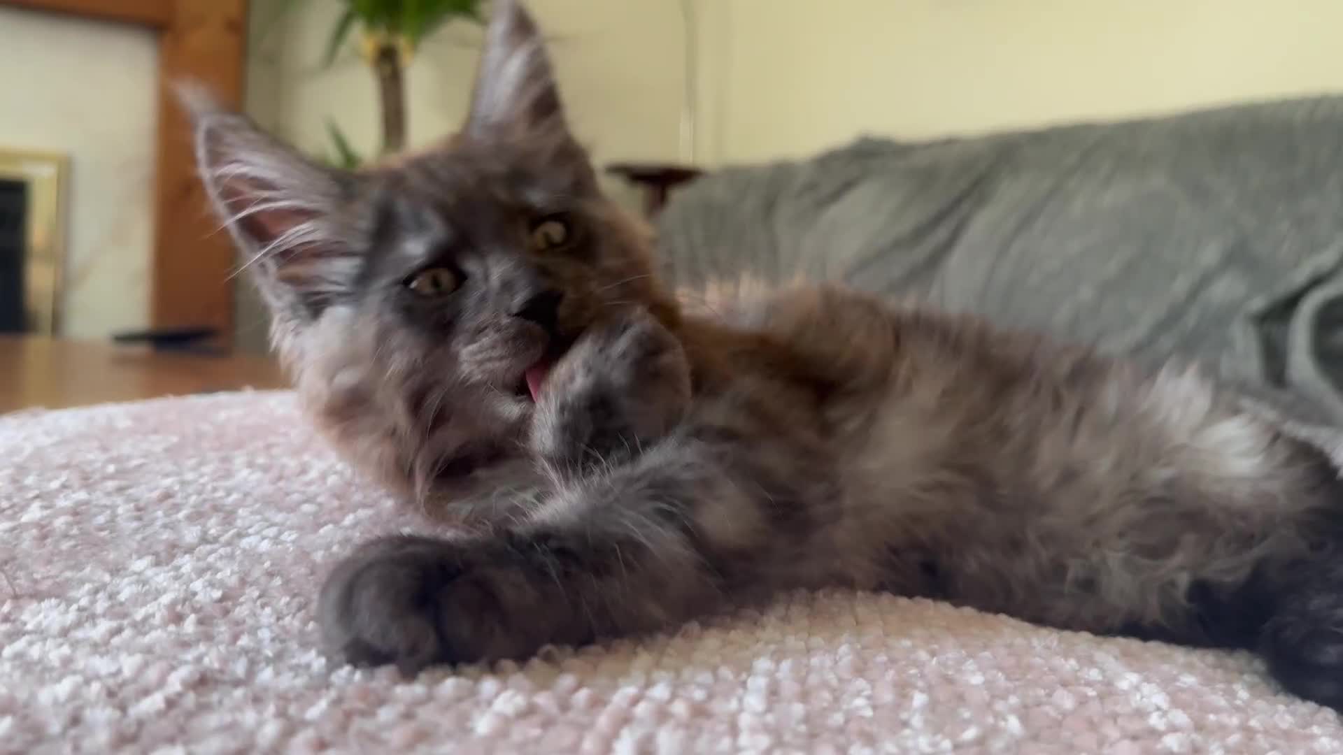Maine Coon cats for sale: Stunning Black Smoke TiCA kittens  - Video 1