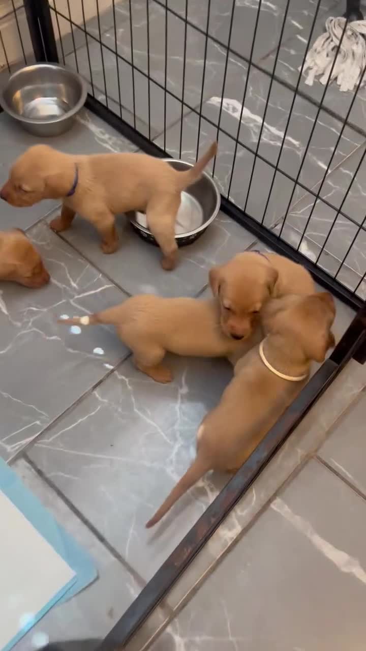 Labrador Retriever dogs for sale: 4 LEFT KC LABS READY IN 1 WEEK ❤️ - Video 4