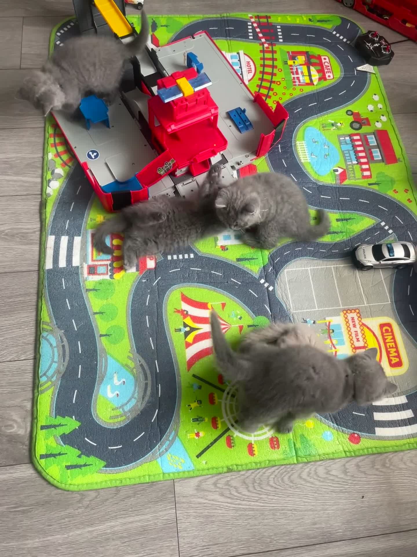 British Shorthair cats for sale: Wonderful, fluffy British Shorthair kittens - Video 5