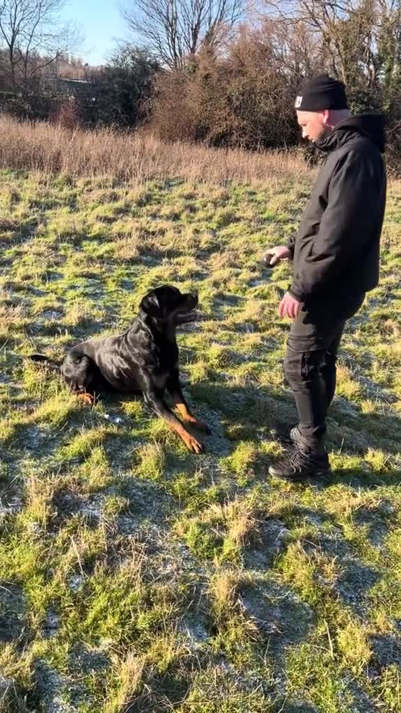Rottweiler dogs for stud: Beautiful Bernie  - Video 4
