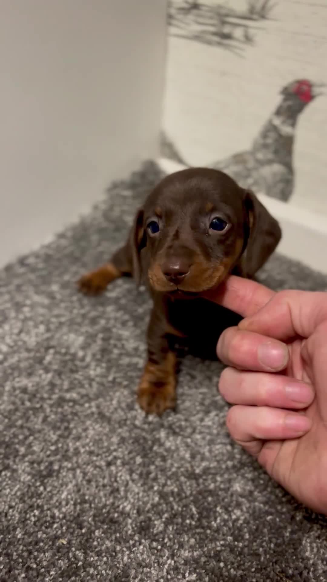 Miniature Dachshund dogs for sale: 3 Female Miniature Dachshund puppies for sale! - Video 2