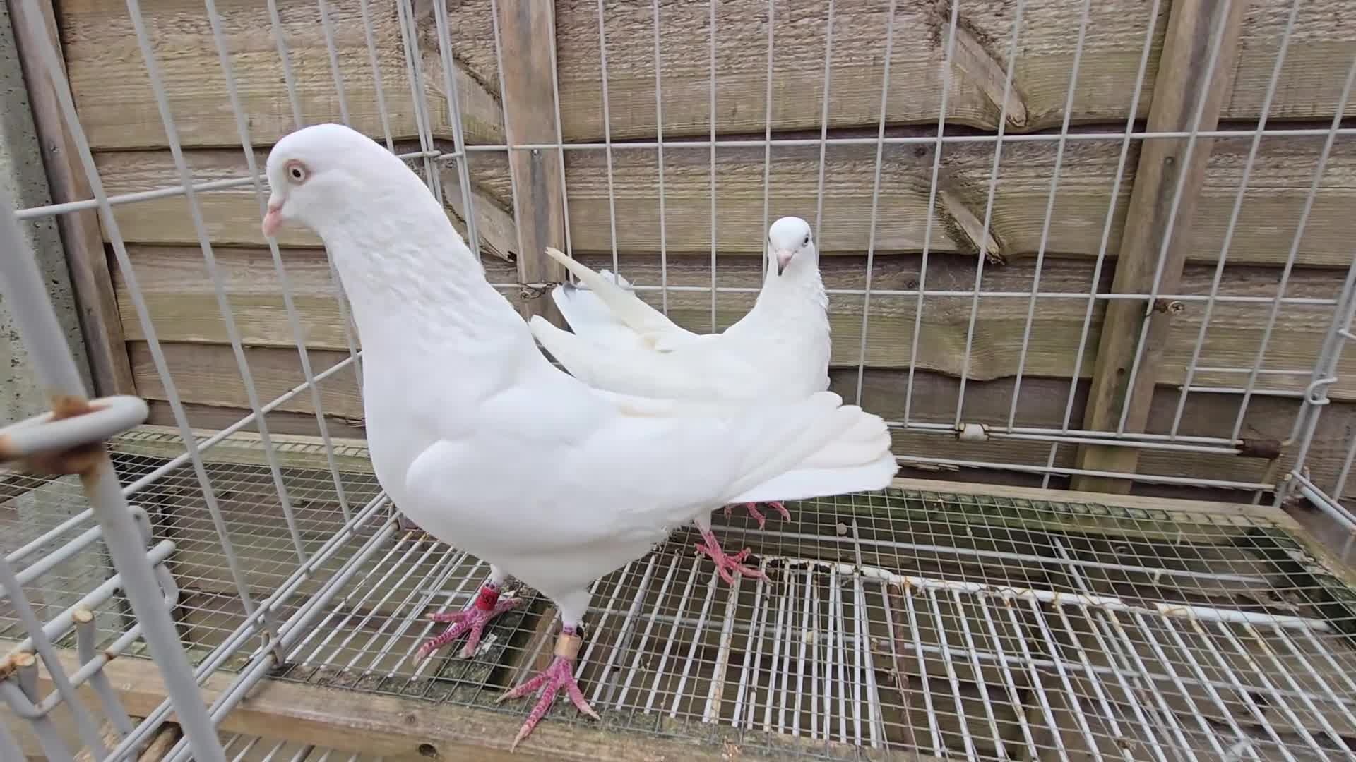 Mixed Breed birds for sale: For sale  in Greenford - Video 4