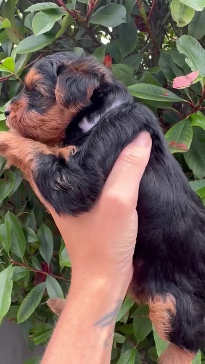 Yorkiepoo dogs for sale: Yorkiepoo - Video 2