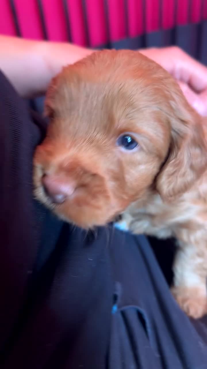 Cockapoo dogs for sale: F2 cockapoos  - Video 3