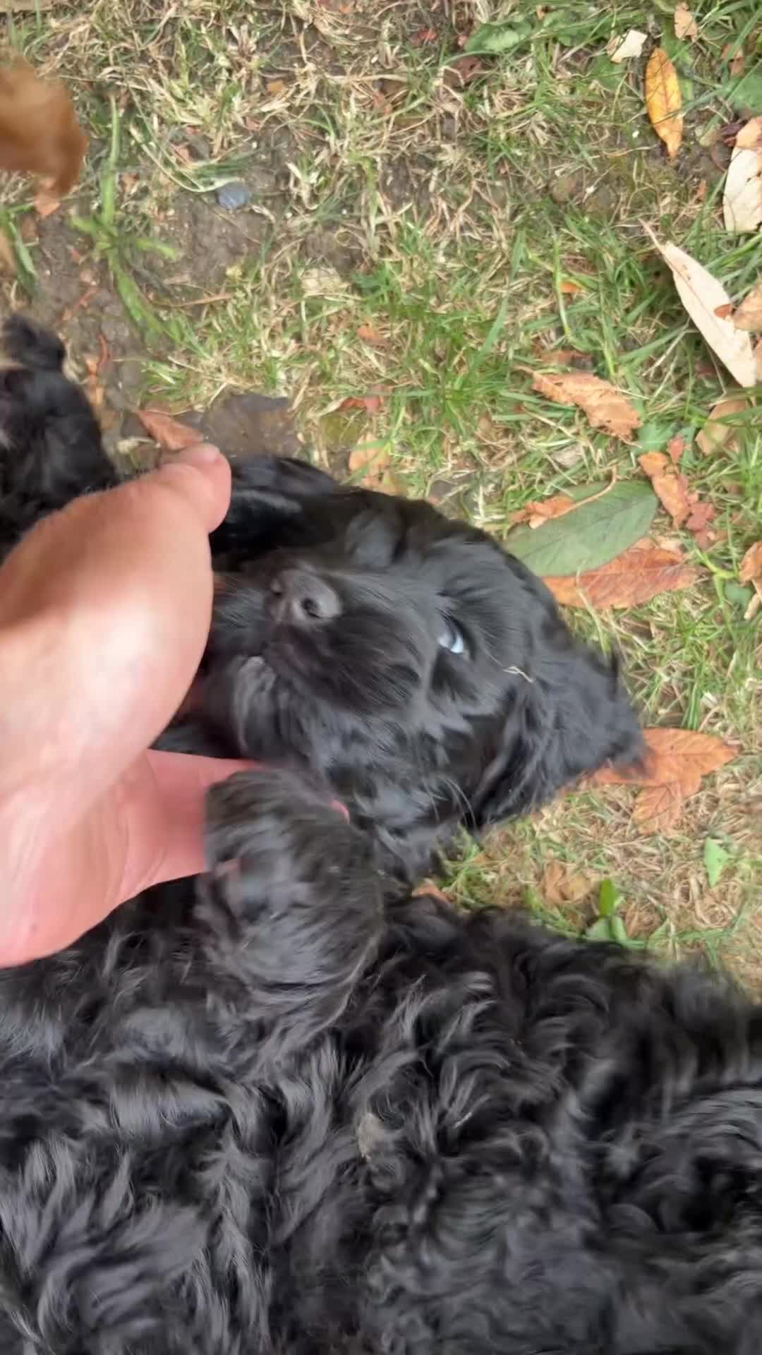 Cockapoo dogs for sale: Beautiful Female Cockerpoo Puppy  in ELY - Video 1
