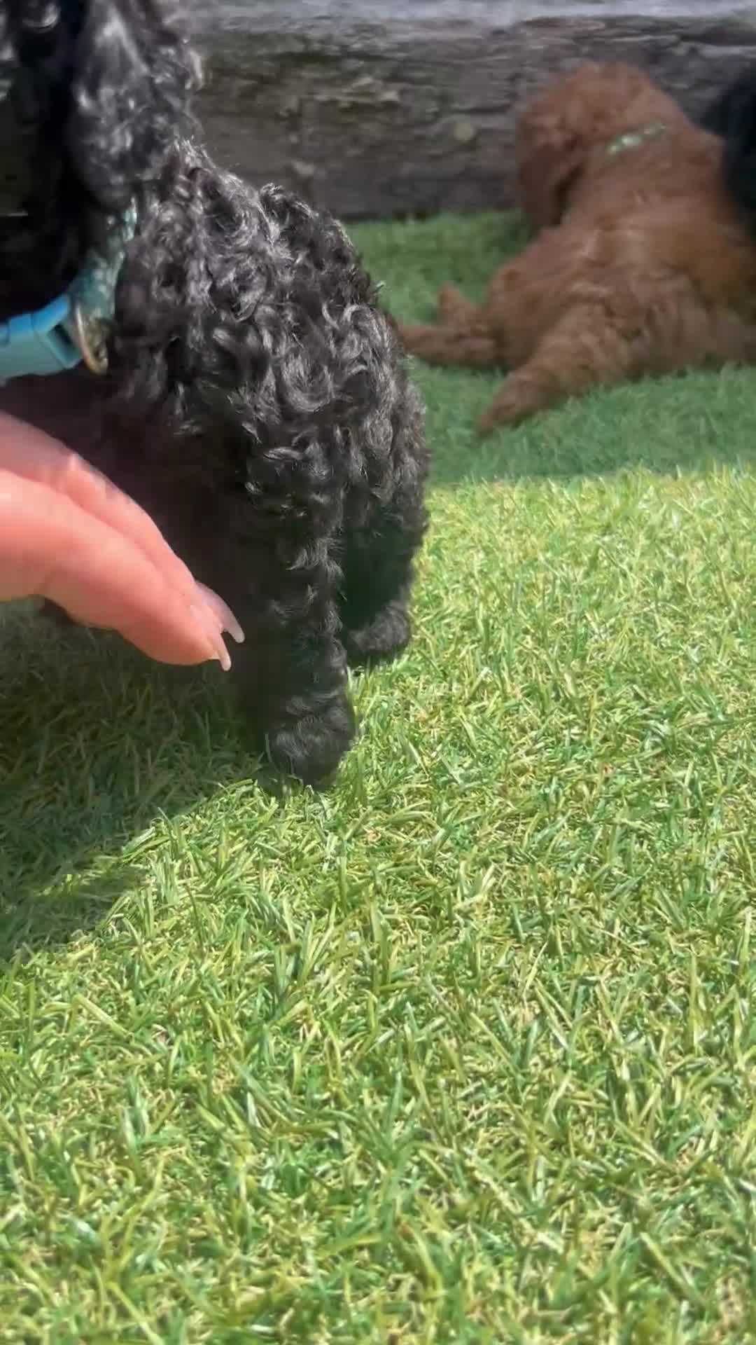 Cockapoo dogs for sale: Cockapoo f1b puppies  - Video 1