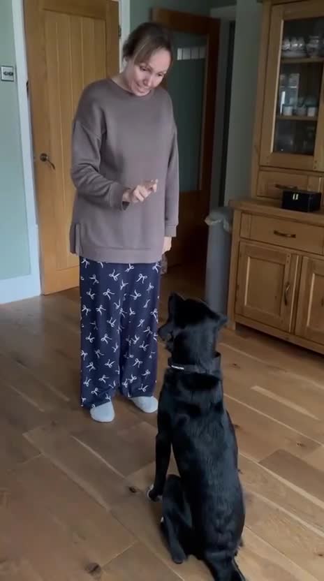 Mixed Breed dogs for adoption: Meet DIESEL, a smart Boy for the Right Loving Home - Video 5