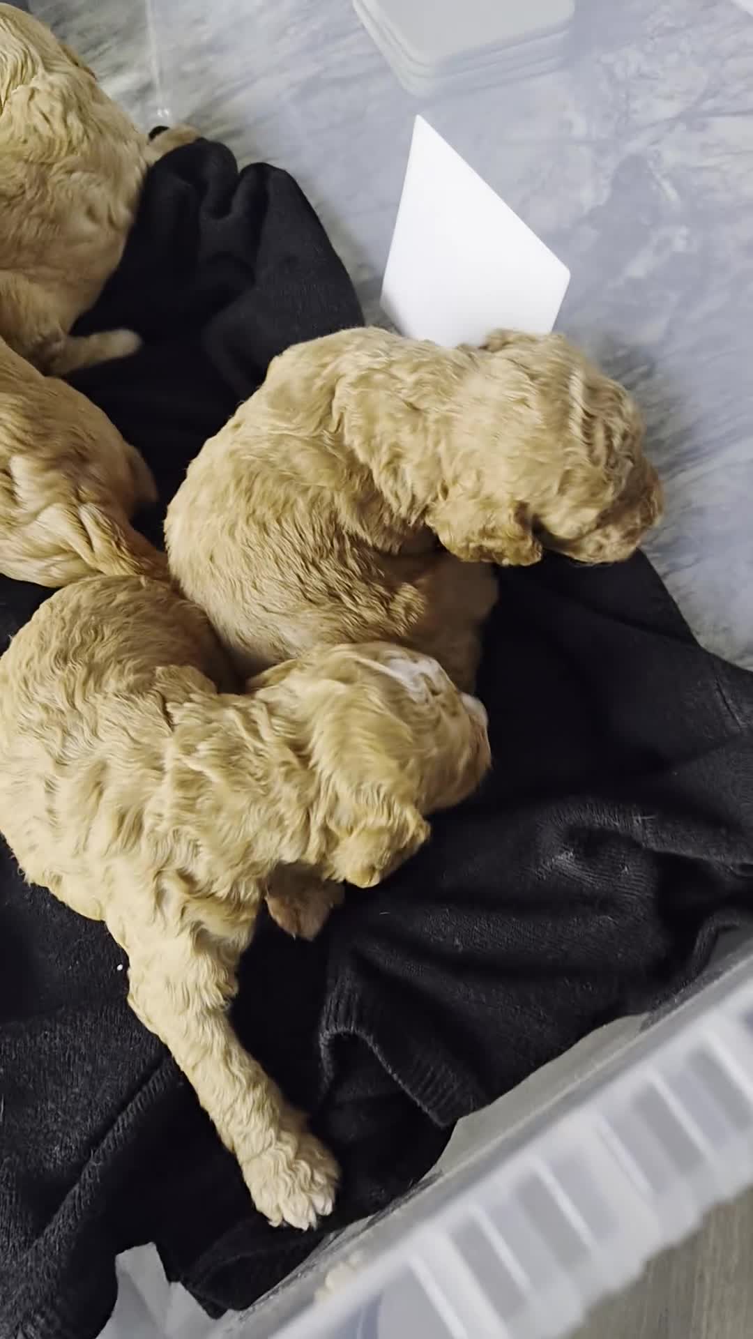 Cockapoo dogs for sale: Cockapoo's  in Wigan - Video 1