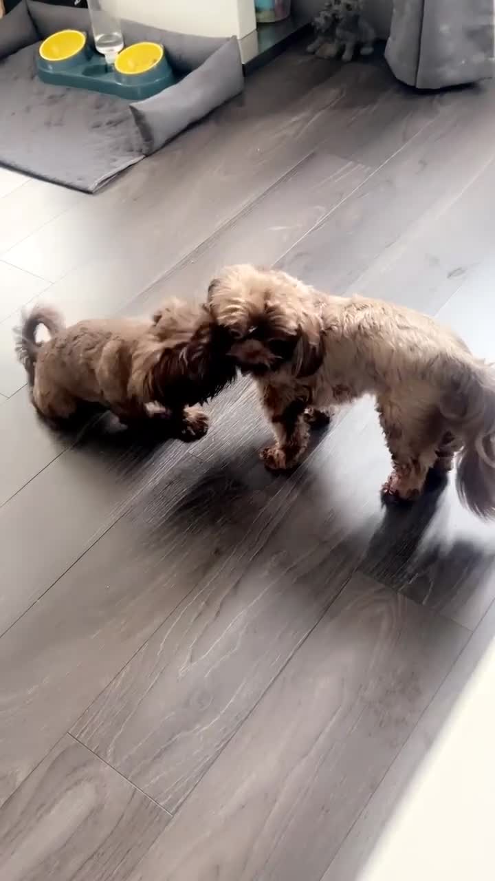 Shih Tzu dogs for stud: Stunning 5Gen pedigree full choc Imperial shih-tzu in Washington - Video 1