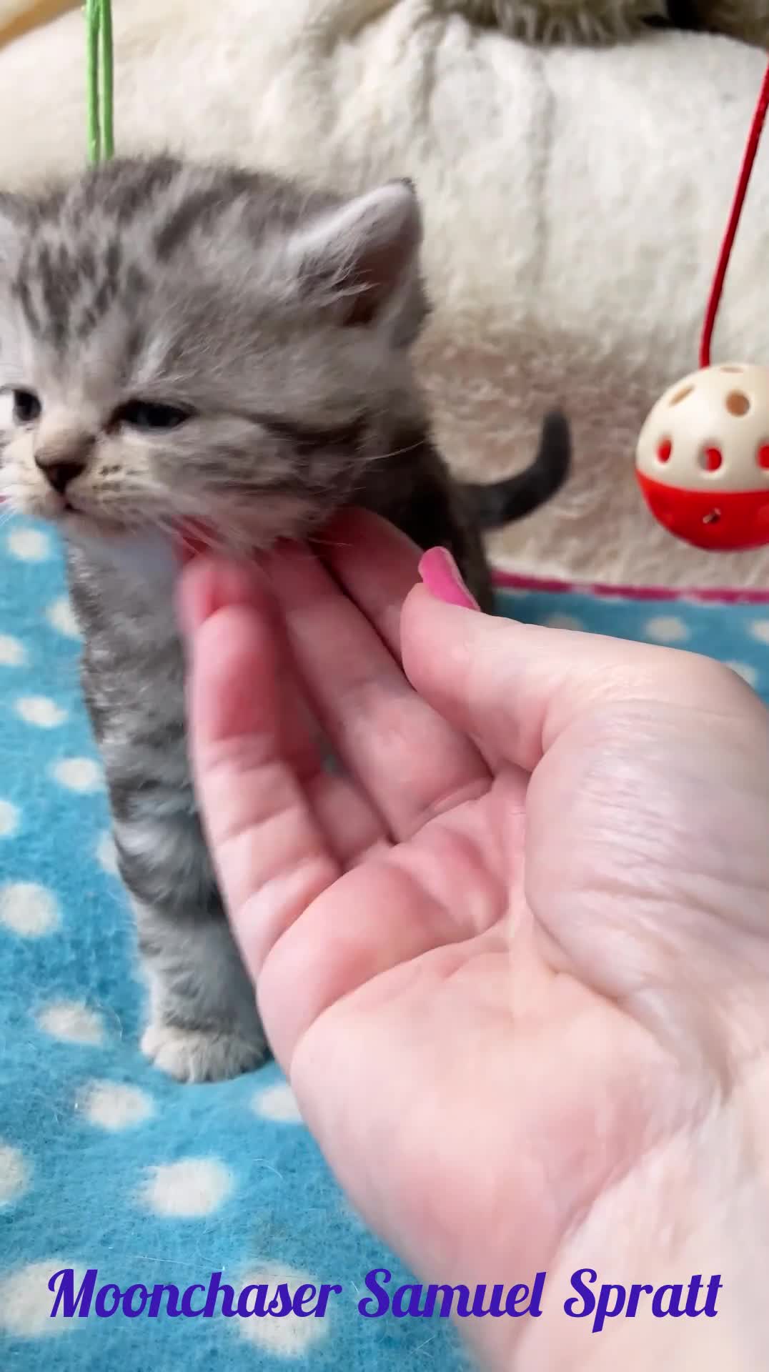 British Shorthair cats for sale: Gorgeous British Shorthair boys - TICA Reg - Video 2