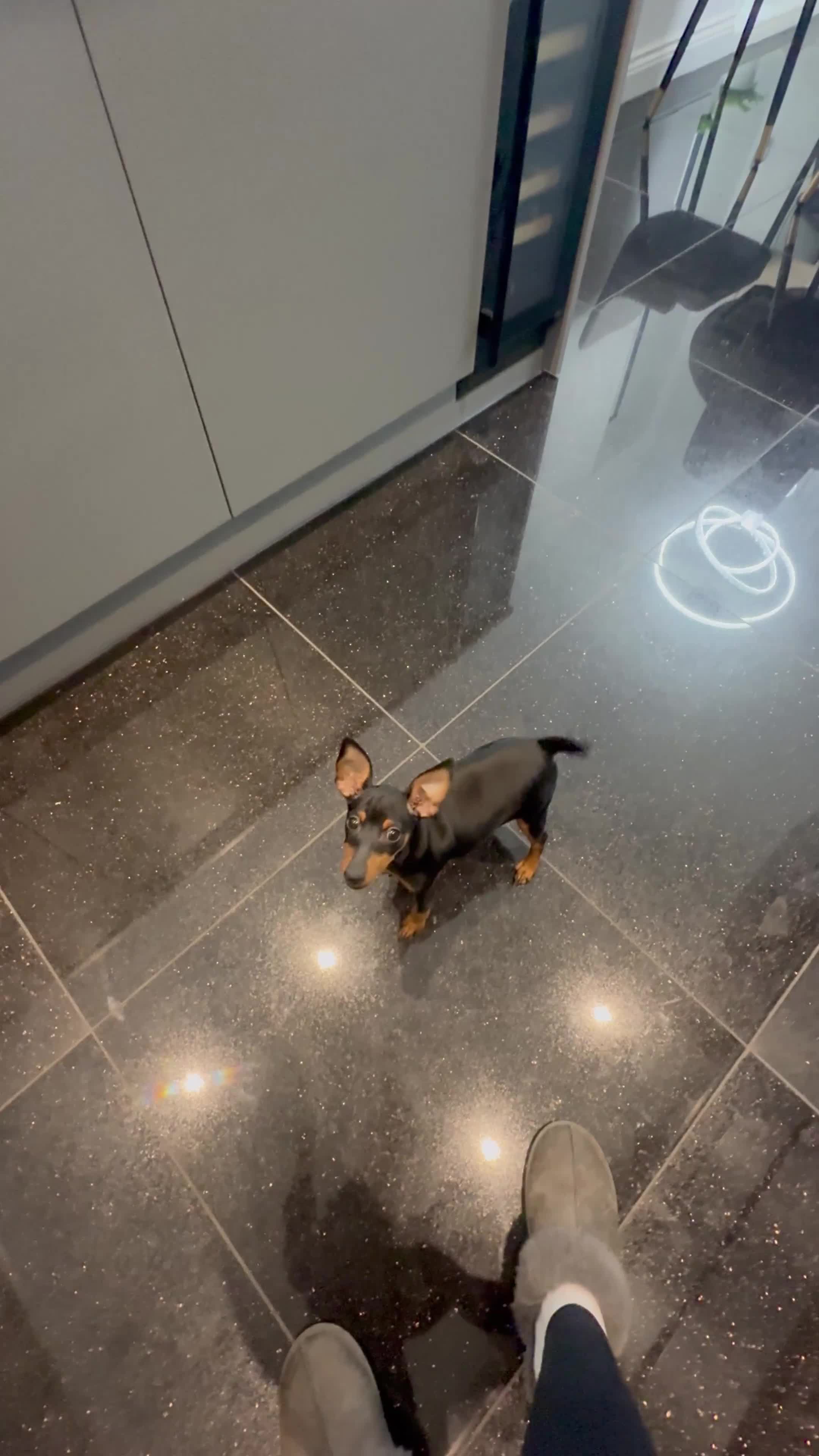 Miniature Pinscher dogs for sale: Pure 100% Miniature Pinscher-Licensed Breeder🐾❤️  - Video 1