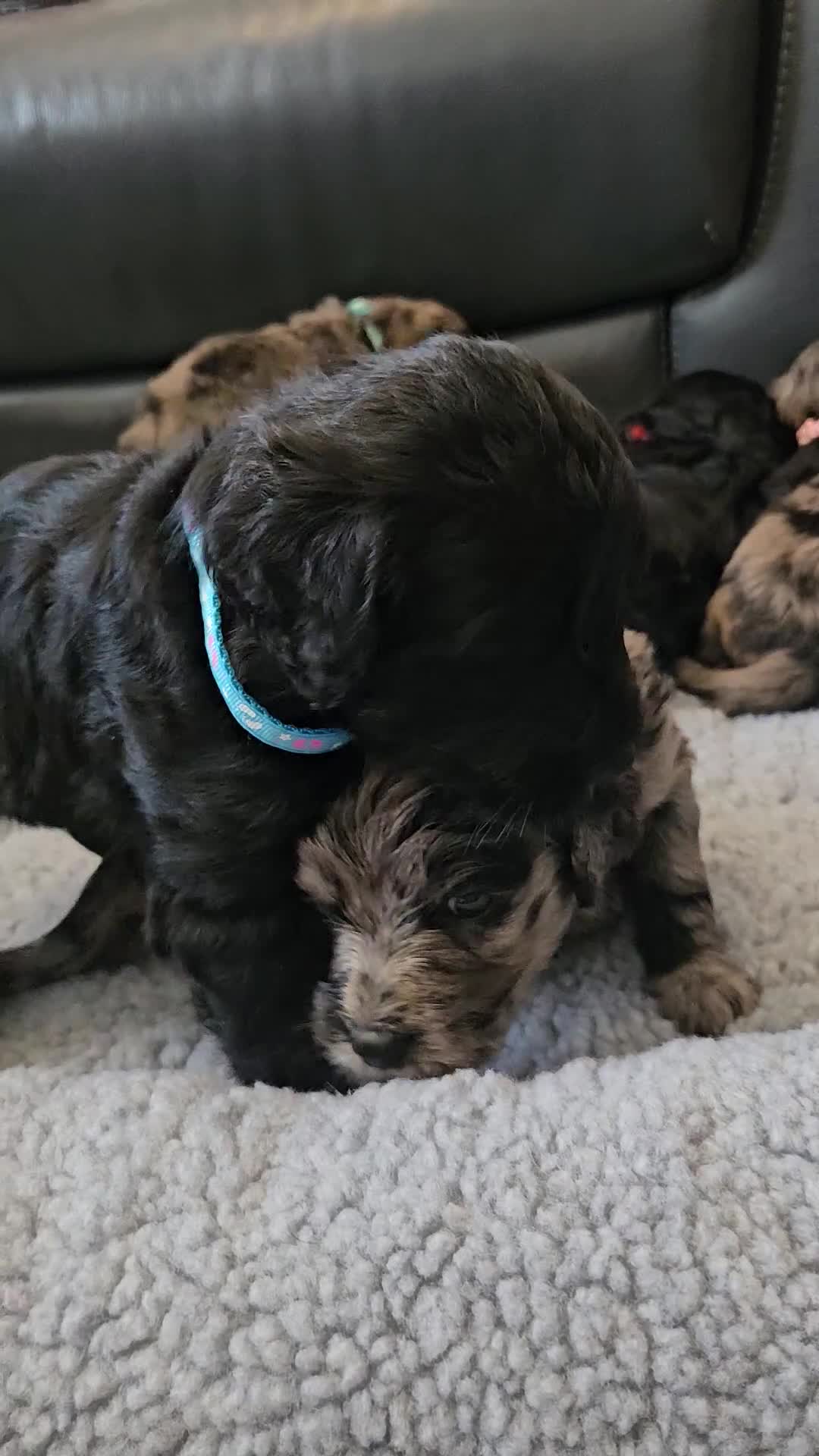 Goldendoodle dogs for sale: GOLDENDOODLES - Video 2