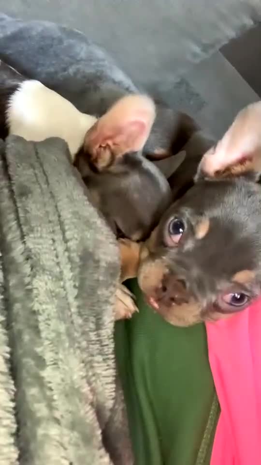 French Bulldog dogs for sale: 2 French bulldog sisters  - Video 1